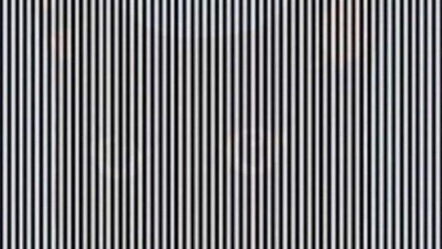 Resimde bir hayvan gizli, görebildiniz mi?