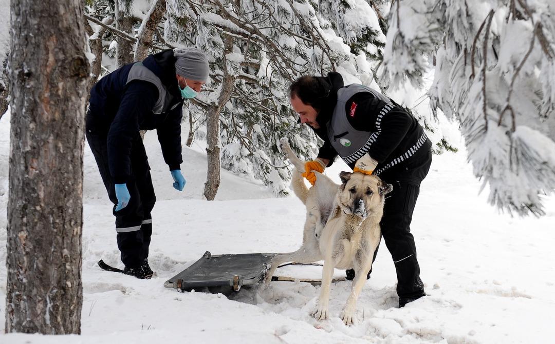 Uludağ'da belediye ekipleri bu kez sokak hayvanları i&ccedil;in harekete ge&ccedil;ti