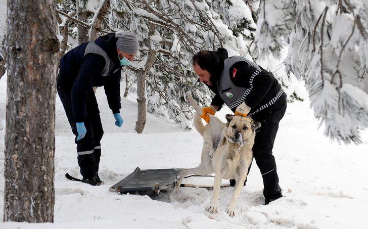 Uludağ'da belediye ekipleri bu kez sokak hayvanları için harekete geçti G3