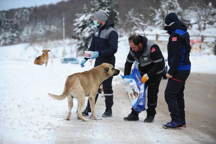 Uludağ'da belediye ekipleri bu kez sokak hayvanları için harekete geçti G2