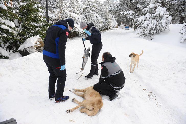 Uludağ'da belediye ekipleri bu kez sokak hayvanları için harekete geçti G4