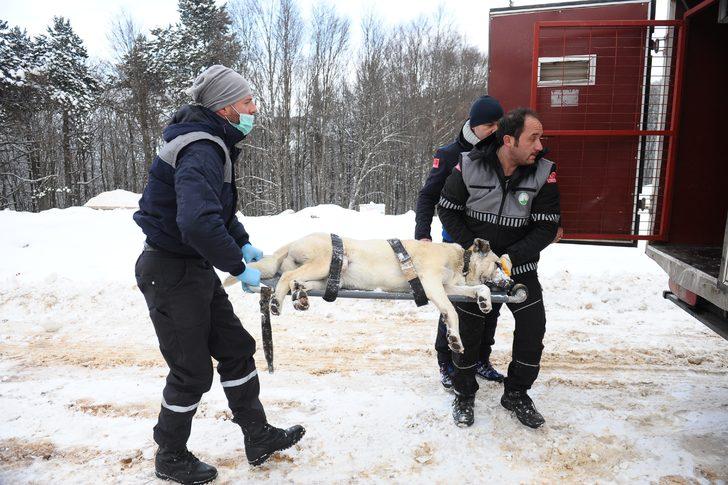 Uludağ'da belediye ekipleri bu kez sokak hayvanları için harekete geçti G5