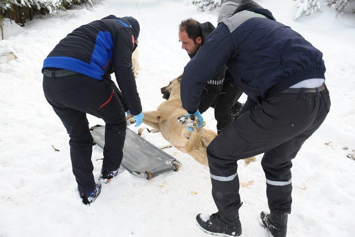 Uludağ'da belediye ekipleri bu kez sokak hayvanları için harekete geçti G1