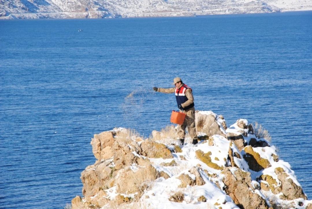 Jandarmadan Akdamar ve Kuzu adalarında yemleme &ccedil;alışması