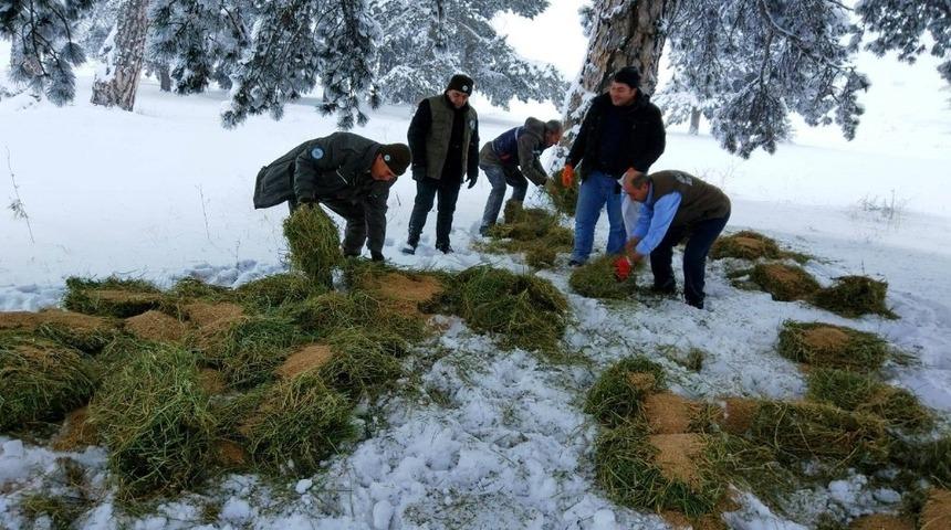 K&uuml;tahya&rsquo;da yaban hayvanları i&ccedil;in doğaya yem bırakıldı