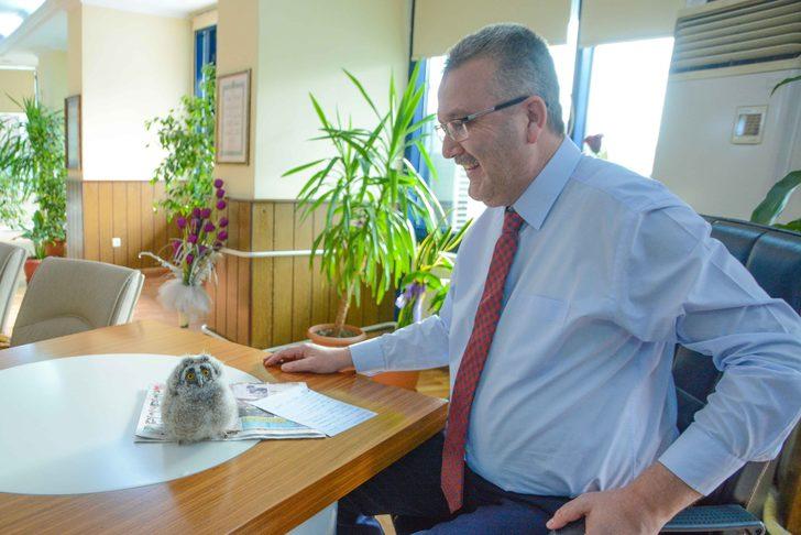 Belediye başkanı, baykuşu makamında ağırladı