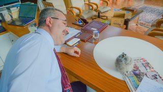 Belediye başkanı, baykuşu makamında ağırladı