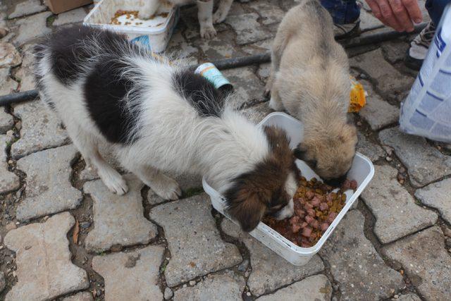 Sokak köpeklerini evinde besleyen hayvansevere mama desteği