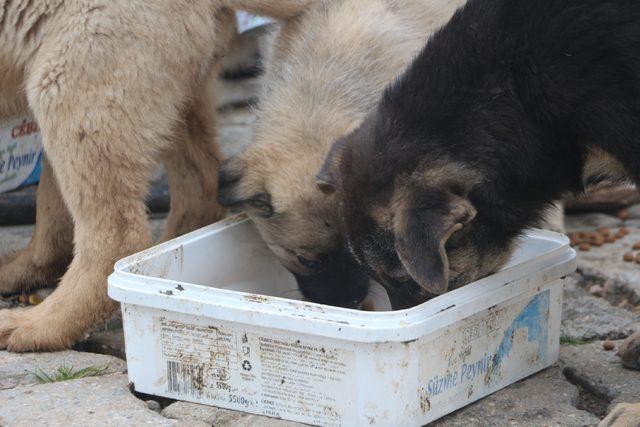 Sokak köpeklerini evinde besleyen hayvansevere mama desteği