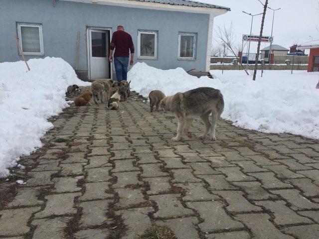 Muş Belediyesi, zorlu kış şartlarında sokak hayvanlarını sahipsiz bırakmıyor