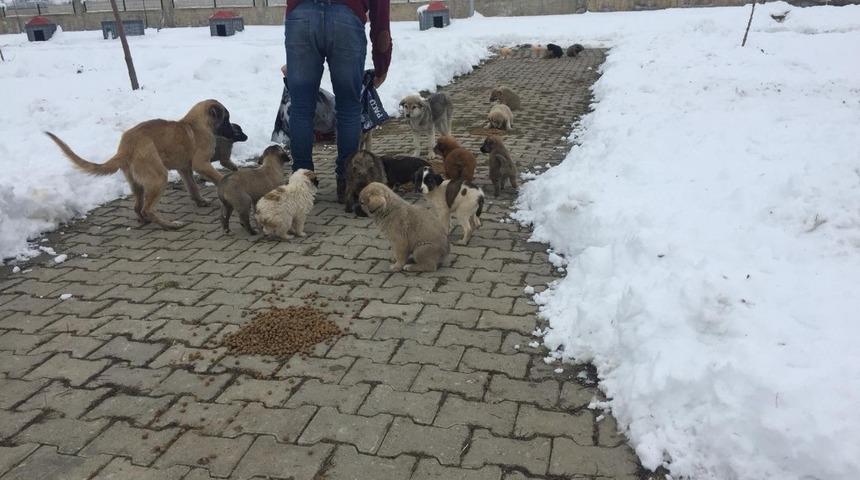 Muş Belediyesi, zorlu kış şartlarında sokak hayvanlarını sahipsiz bırakmıyor