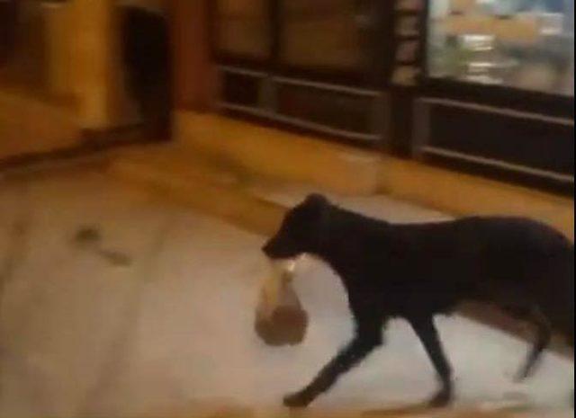 Sokak köpeği, yemek poşetini ağzıyla taşıyarak yavrularına götürdü