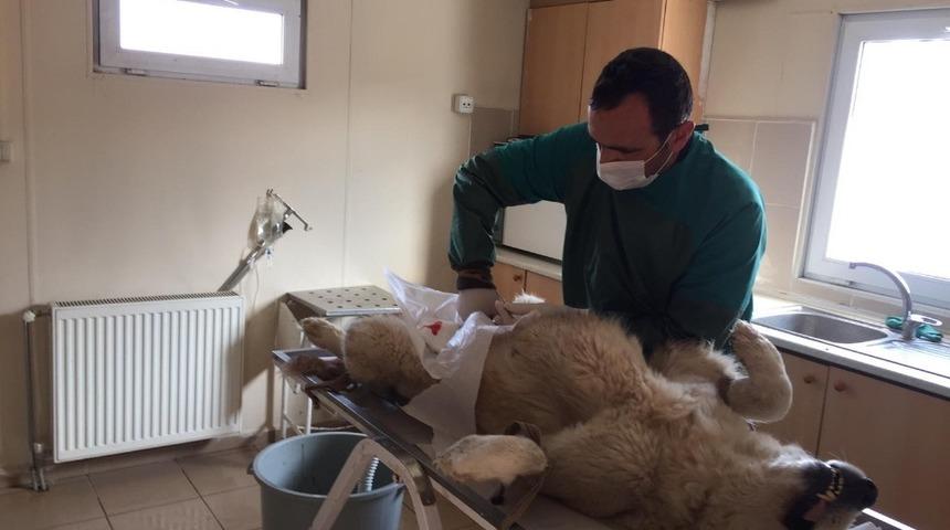 Erzincan Belediyesi sokak hayvanlarına sahip &ccedil;ıkıyor