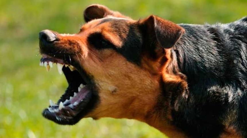 Köpek saldırıları artabilir