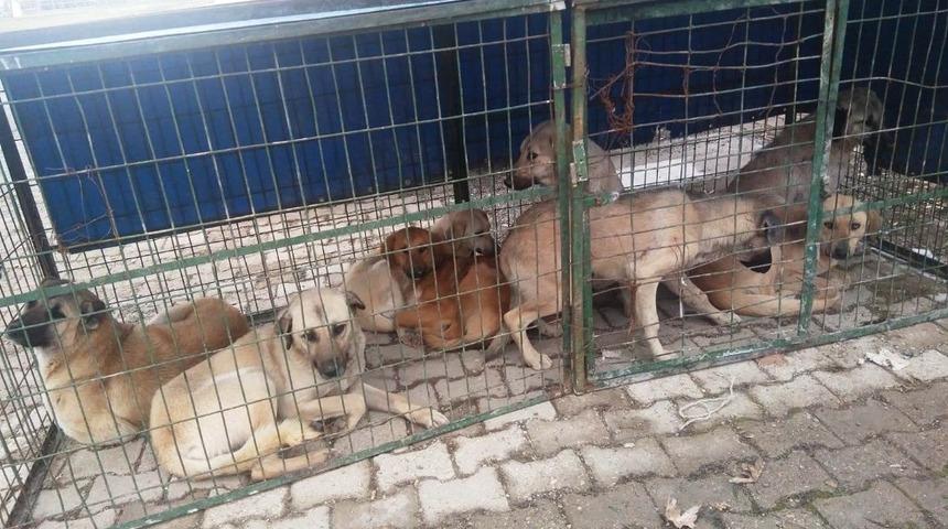 Hisarcık’ta sokak köpekleri kısırlaştırılıyor