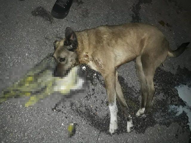 Tavuk etiyle zehirlendiği sanılan 2 köpek öldü