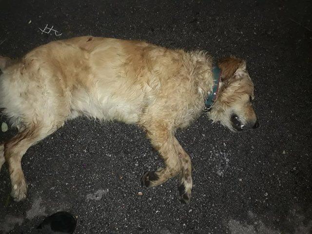 Tavuk etiyle zehirlendiği sanılan 2 köpek öldü