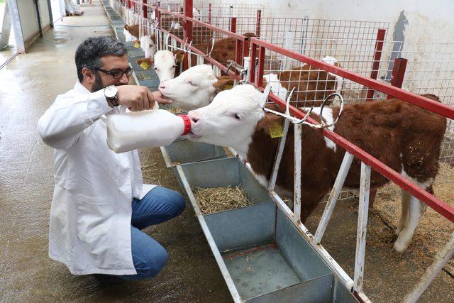 Buzağılar için ağız sütü tozu üretildi