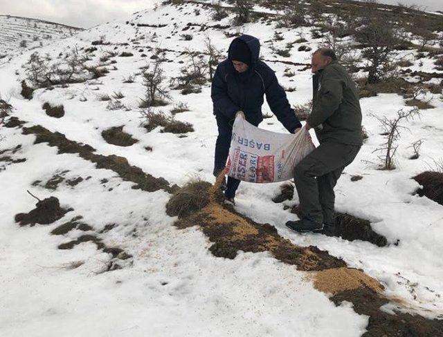 Elazığ’da yaban hayvanları için 4 ton yem bırakıldı