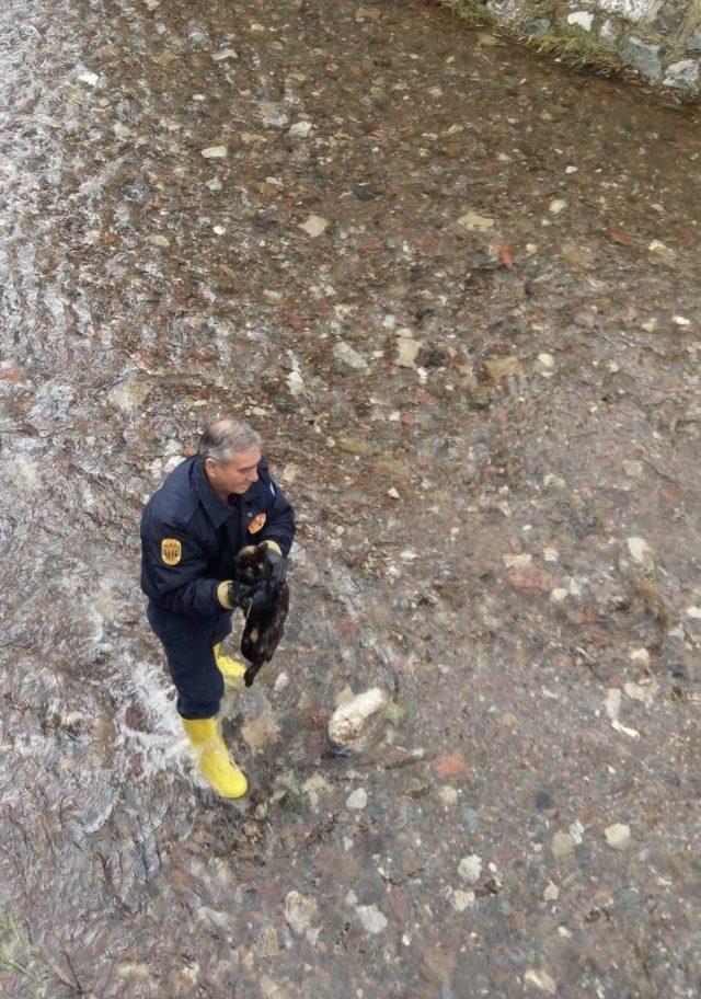 Kediyi kurtarmak için itfaiye ekipleri seferber oldu