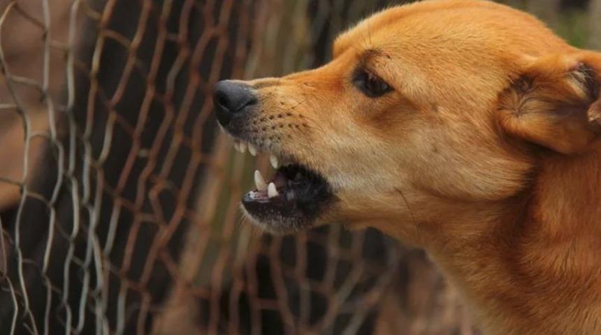 K&ouml;pek saldırılarından korunma y&ouml;ntemleri!