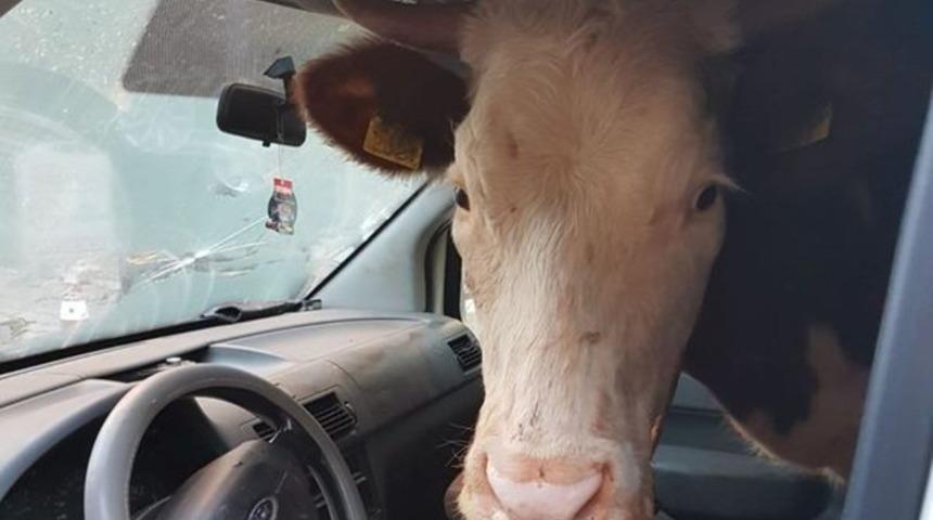 Gaziantep'te aracı durduran polis, ineği g&ouml;r&uuml;nce şaştı kaldı