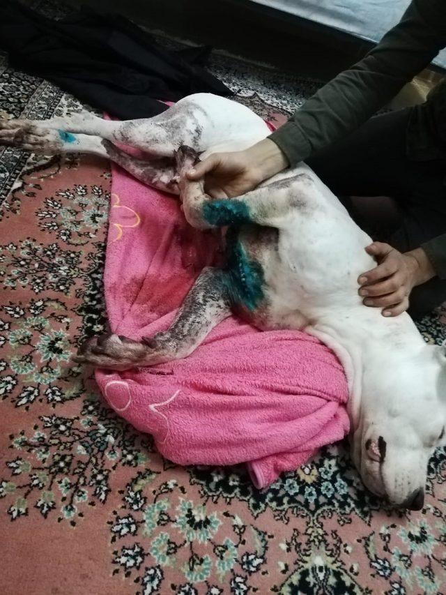 İzmir'de köpeğe satırlı saldırı iddiası