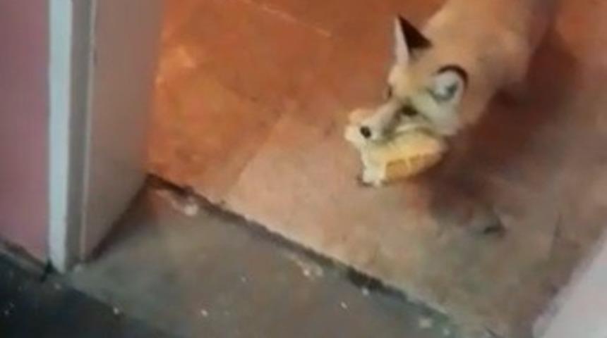 Doğal ortamında aç kalan tilki yemek için köy konağına girdi