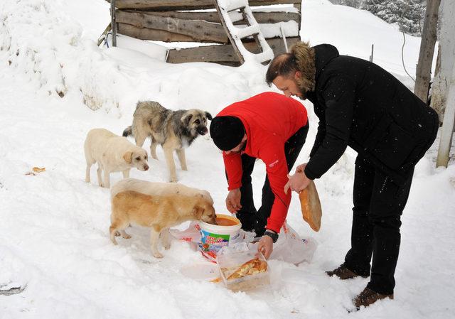 Yaylada aç kalan köpekleri besliyorlar