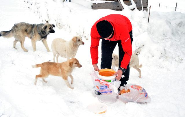 Yaylada aç kalan köpekleri besliyorlar