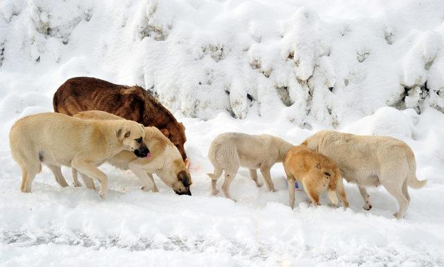 Yaylada aç kalan köpekleri besliyorlar