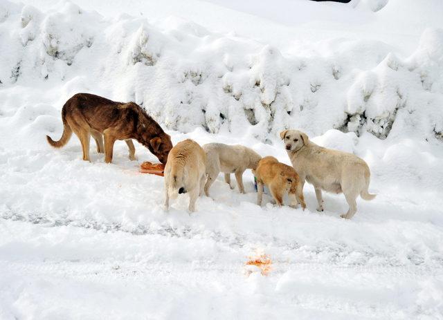 Yaylada aç kalan köpekleri besliyorlar