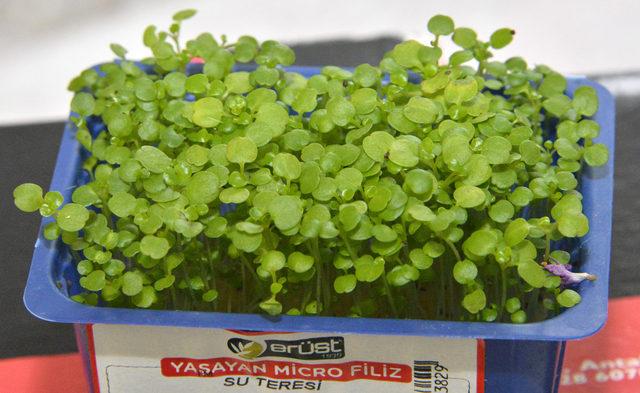 Mikro ürünlerin 10 gramı, 15-20 kilo normal sebzedeki vitamine eş değer