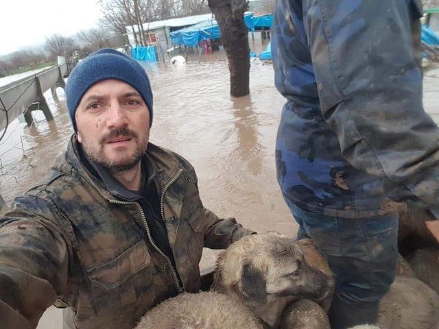 Sel baskınında mahsur kalan koyun ve köpekler kepçe ile kurtarıldı