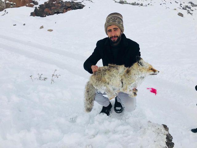 Çaldıran'daki soğuk tilkiyi dondurdu