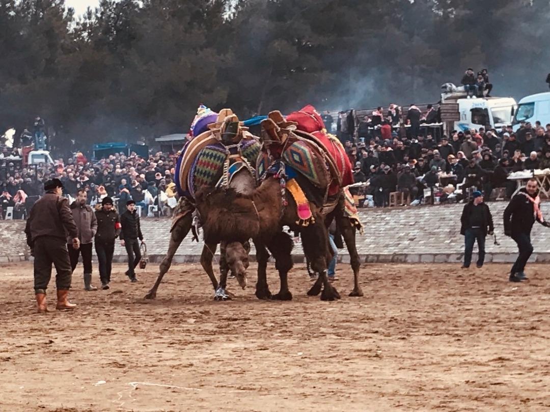Bayrami&ccedil;&rsquo;te deve g&uuml;reşleri heyecanlı anlara sahne oldu