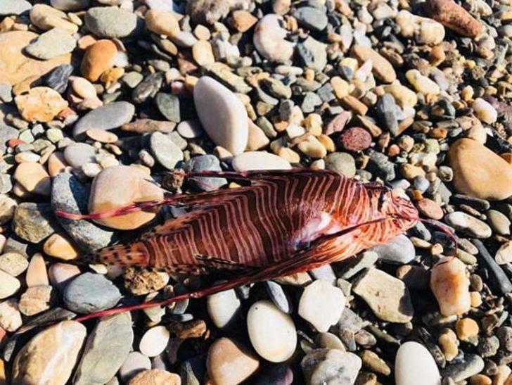 Türkiye için ürkütücü haber! Hızla çoğalıyorlar G5