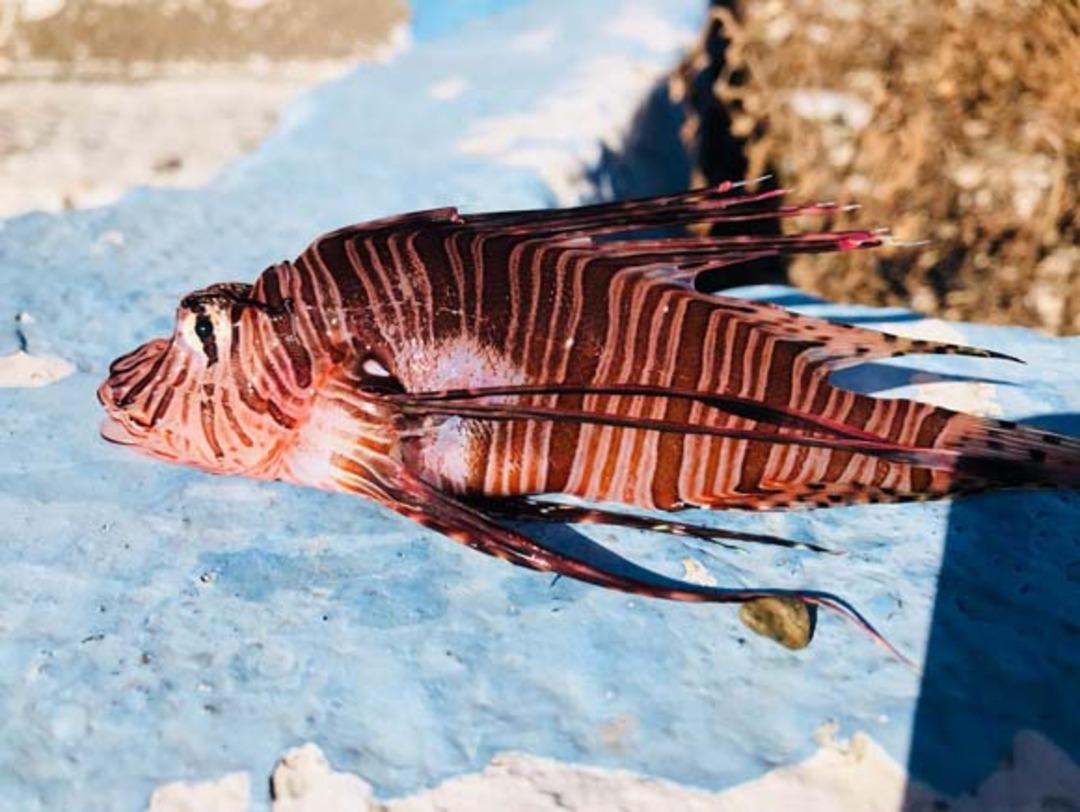 T&uuml;rkiye i&ccedil;in &uuml;rk&uuml;t&uuml;c&uuml; haber! Hızla &ccedil;oğalıyorlar