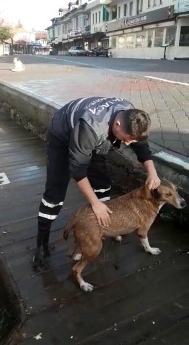 Dalyan kanalında iskelenin altına sıkışan köpek kurtarıldı