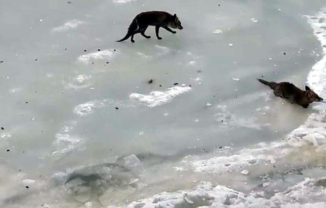 Ormanda sulama havuzunda mahsur kalan hayvanlar kurtarıldı