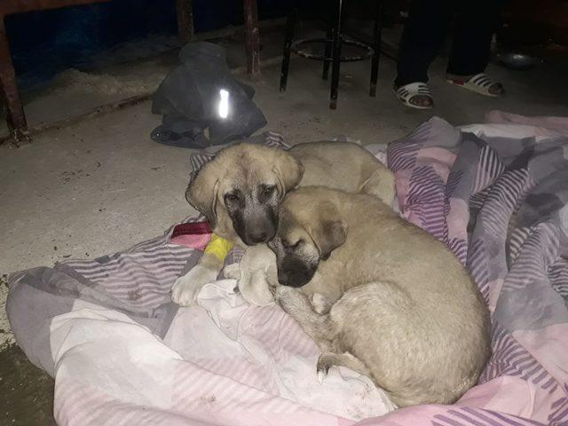 Köpeği ezip yoluna devam etti (2)