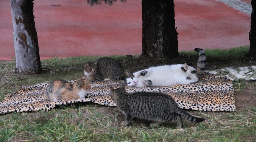 &Ouml;ğrencilerden sokak hayvanlarına battaniye yardımı