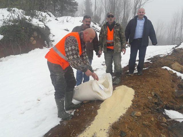 Ordu’da yaban hayvanları için doğaya yem bırakıldı