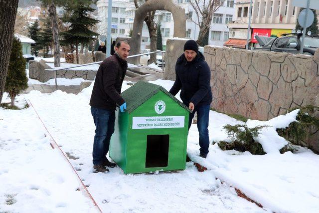 Yozgat Belediyesi’nden sokak hayvanlarına şefkat eli