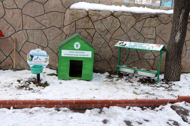 Yozgat Belediyesi’nden sokak hayvanlarına şefkat eli