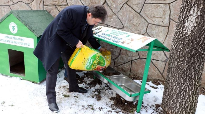 Yozgat Belediyesi&rsquo;nden sokak hayvanlarına şefkat eli