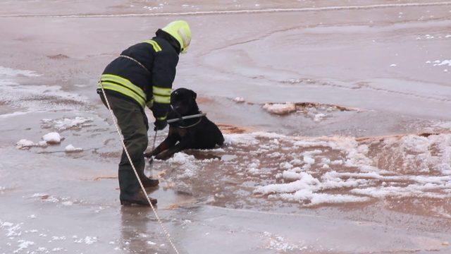 Donmakta olan köpek son anda kurtarıldı