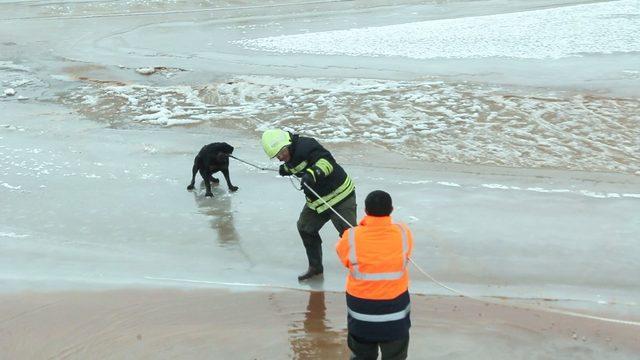 Donmakta olan köpek son anda kurtarıldı