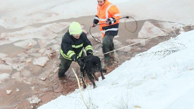 Donmakta olan köpek son anda kurtarıldı