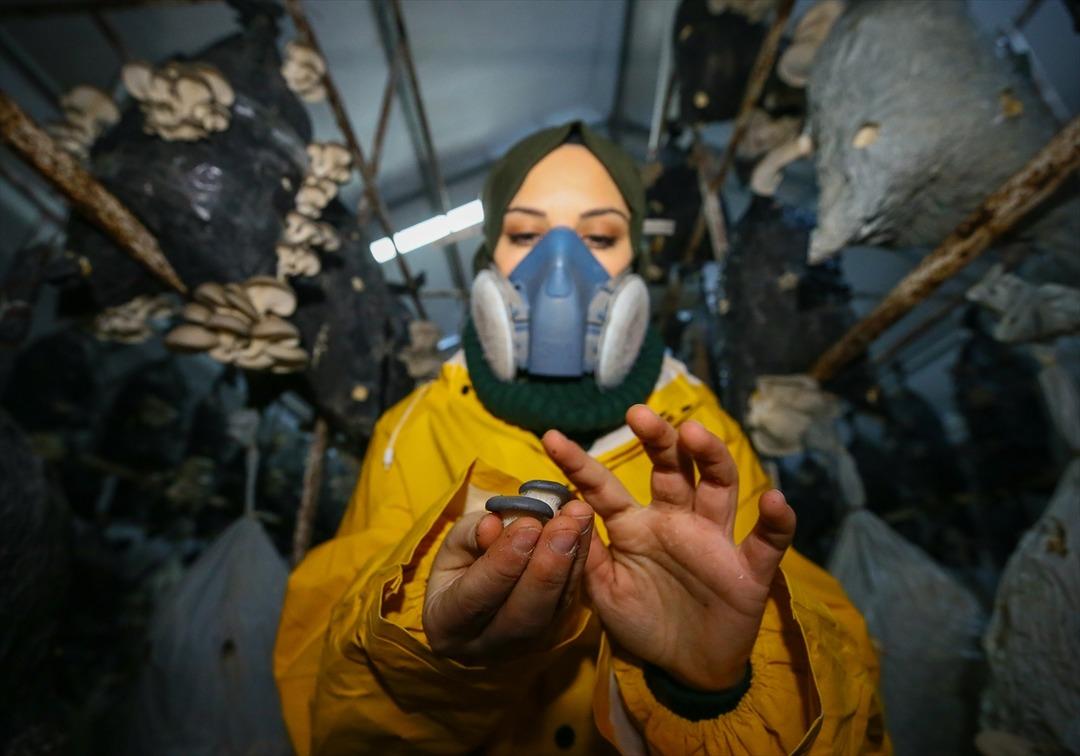 Tadını beğendiği mantarın, devlet desteğiyle &uuml;reticisi oldu